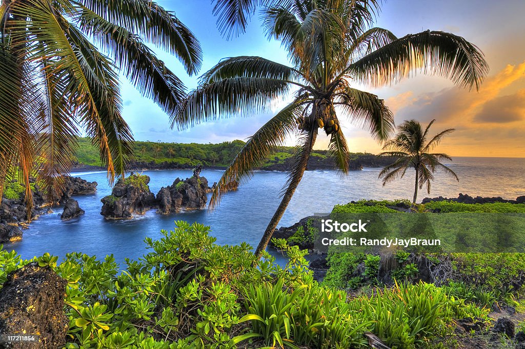 Dove noci di cocco crescere - Foto stock royalty-free di Big Island - Isola di Hawaii