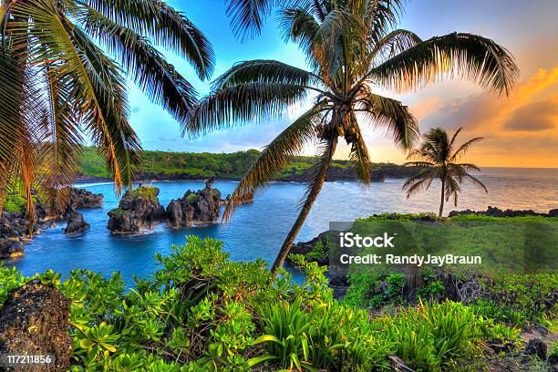 Dove Noci Di Cocco Crescere - Fotografie stock e altre immagini di Big Island - Isola di Hawaii - Big Island - Isola di Hawaii, Isole Hawaii, Isola di Maui