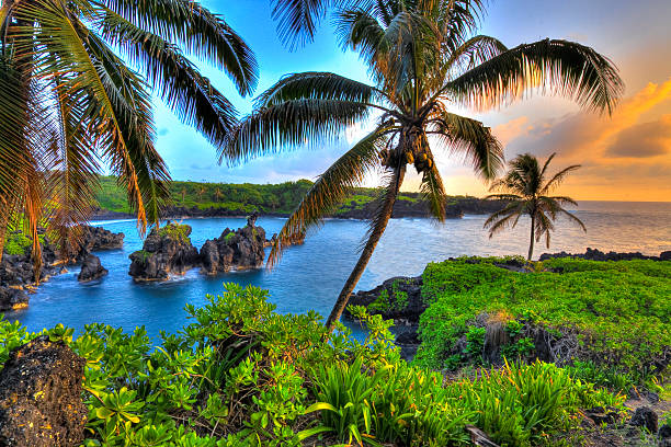 Where Coconuts Grow Waianapanapa, Hana, Maui, Hawaii hawaii islands stock pictures, royalty-free photos & images