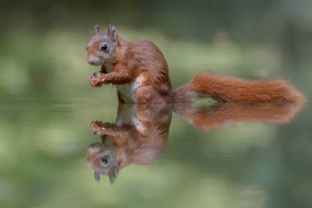 istock Squirrel sitting in the water 1172121320