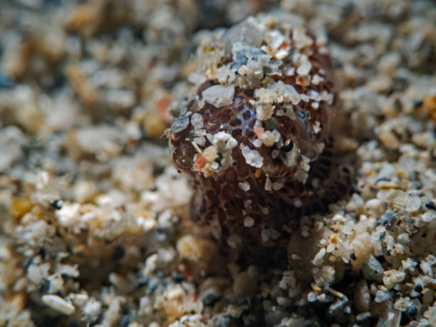 istock Berry`s Bobtail Squid, Berrys Stummelschwanz-Sepia (Euprymna berryi) 1172122679