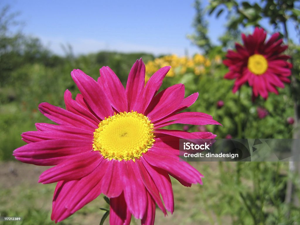 Pyrethrum flor - Foto de stock de Aire libre libre de derechos