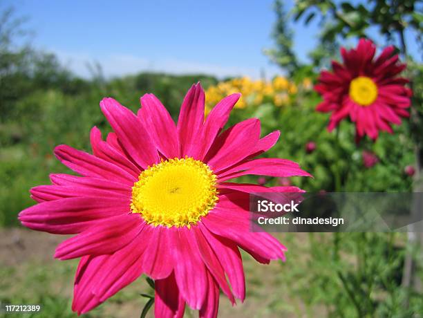 Pyrethrum Flor Foto de stock y más banco de imágenes de Aire libre - Aire libre, Alegre, Alegría