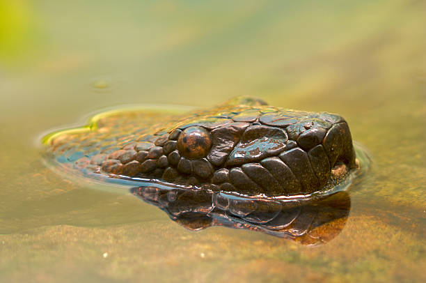 South American Green Anaconda (Eunectes murinus) sticking its head out of the water