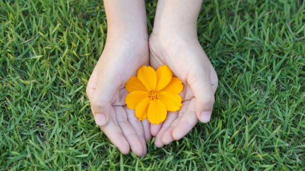 istock yellow flower in hand on green grass background 1172125482
