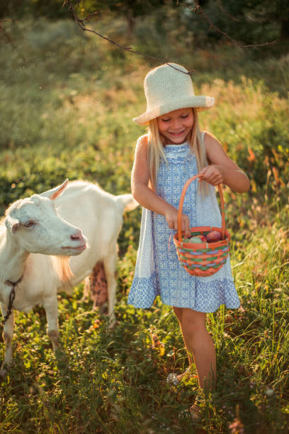 ukrainian girl on a farm feeds a goat. cute little girl with long blonde hair at sunny sunset spends time with a pet. cute baby 6 years old caring for an domestic animal. - animals feeding animal child kid goat imagens e fotografias de stock