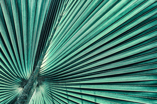 istock tropical palm leaf, closeup of big foliage 1172126954