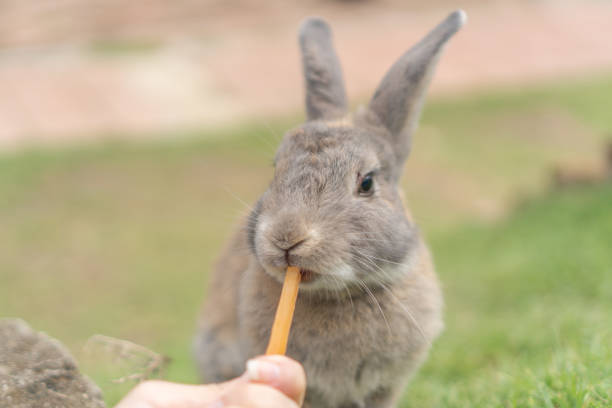 istock someone feeding the light brown rabbit with a piece of carrot 1172127676