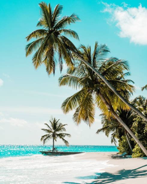 istock Tropical Beach and Palm Trees and Tanning Bed 1172128533
