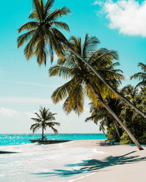 istock Tropical Beach and Palm Trees and Tanning Bed 1172128703