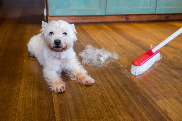 Dog moulting and shedding hair: broom sweeping fur from west highland white terrier indoors Dog moulting and shedding hair: broom sweeping fur from west highland white terrier indoors, with copy space molting stock pictures, royalty-free photos & images