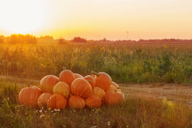 istock orange pumpkins on rural field at sunset 1172130231