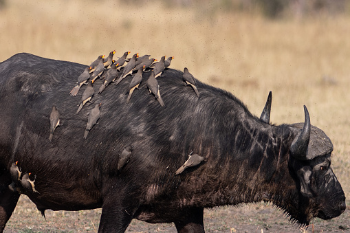 oxpecker birds on a african buffalo