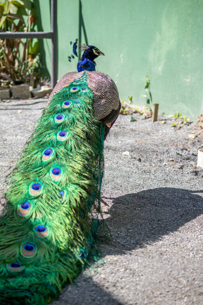 istock peacock with all its beauty 1172130612