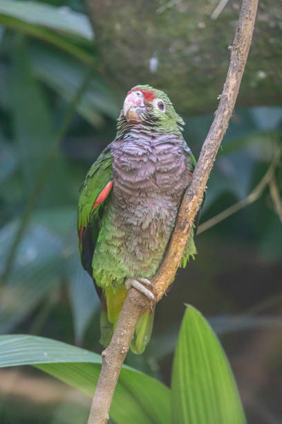 istock Brazilian parrot sad to be trapped 1172130642
