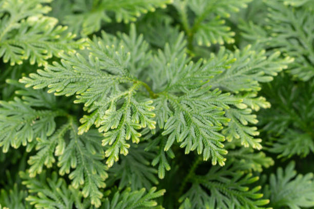 istock Spike Moss in a garden.(Selaginella willdenowii) Green leave background. 1172131844