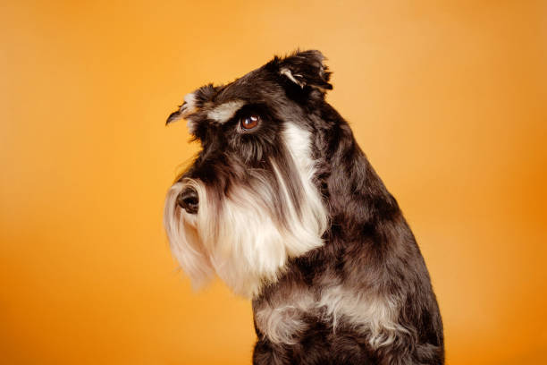 istock schnauzer on yellow background 1172133150