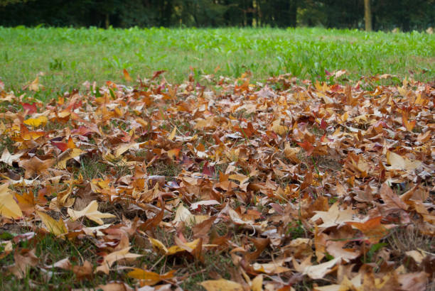 istock Autumn leaves over a green meadow 1172133266