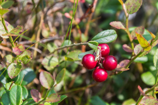 istock Growing lingonberries in the woods close up 1172133446