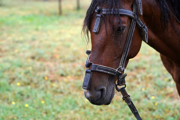 istock Chestnut horse with saddle standing under the rain on field 1172134224