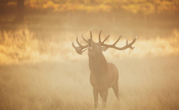 istock Red Deer bellowing in the rising sun 1172134646