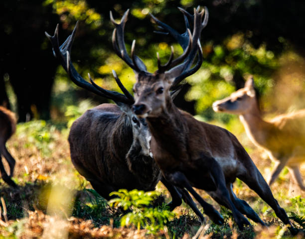 istock Large stag chasing younger male 1172134670