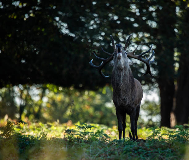 istock Red Deer Stag calling for females 1172135403