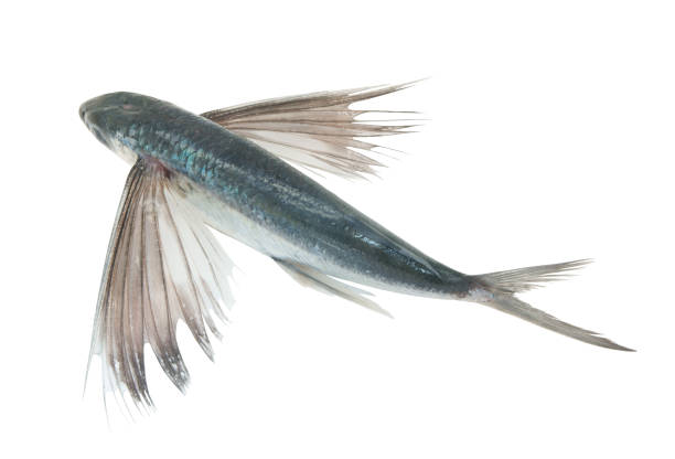 pesci volanti isolati su sfondo bianco - pesce volante immagine foto e immagini stock