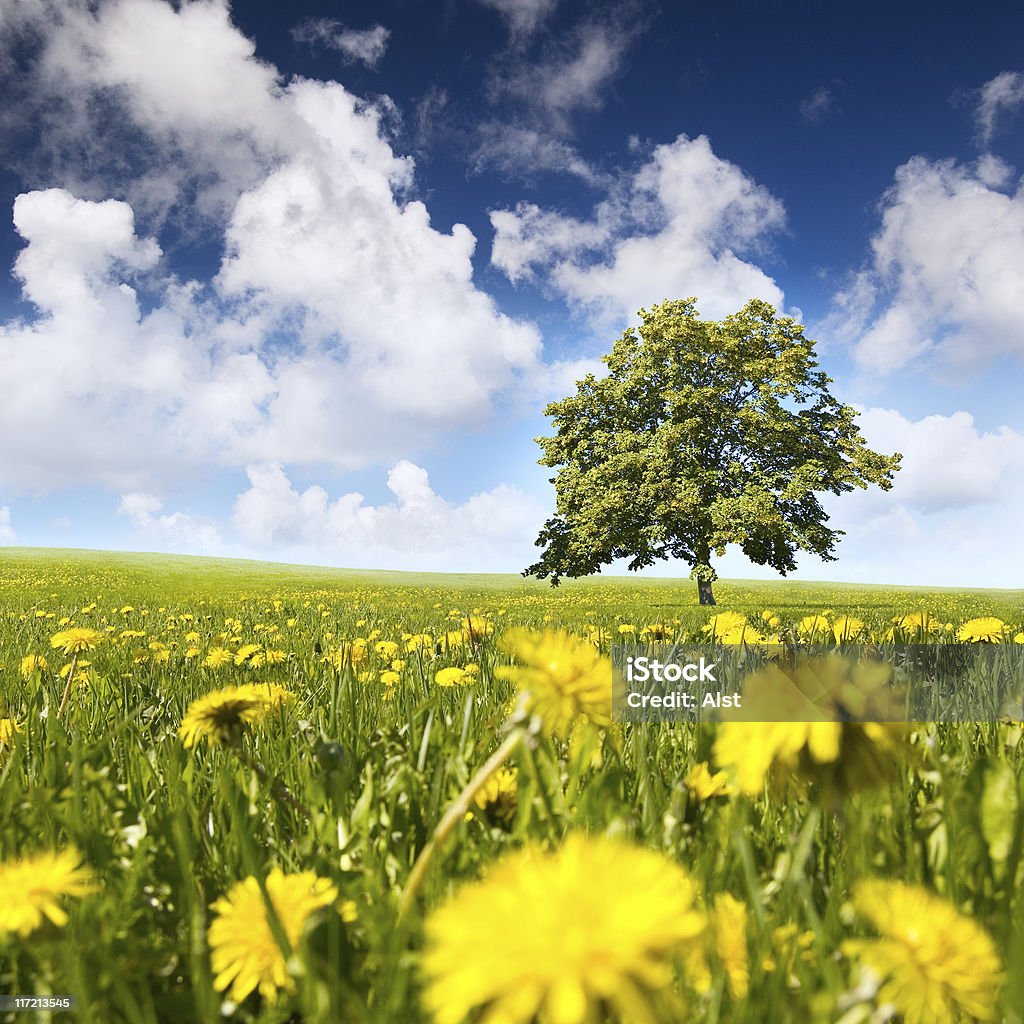 Дерево в поле - Стоковые фото Люди роялти-фри