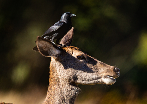 Female Red Deer with a bird friend