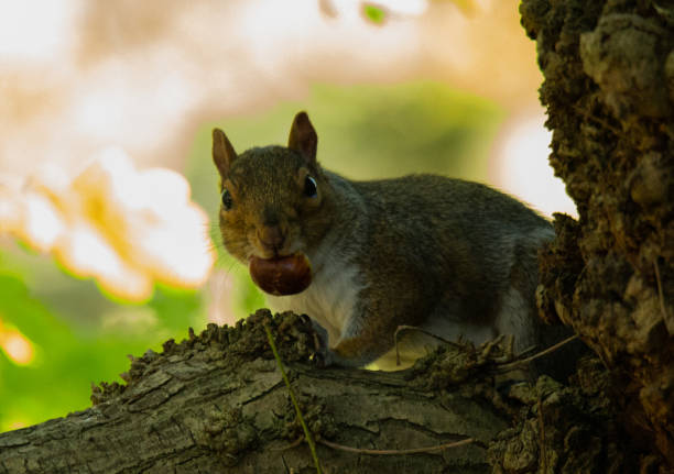 An inquisitive grey squirrel sits on a wooden fence in the park, looking at the camera.
