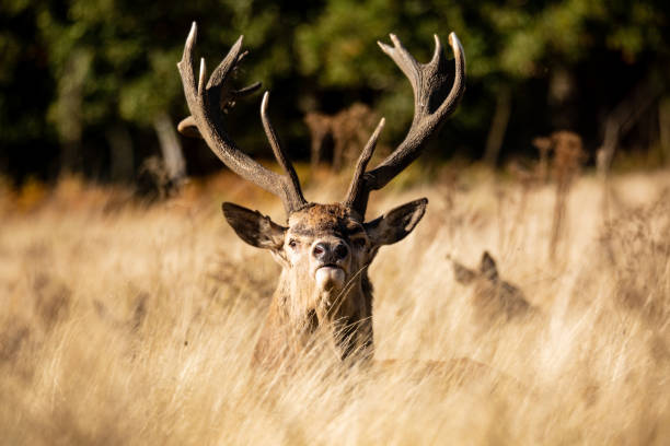 istock A powerful male Red Deer 1172135741
