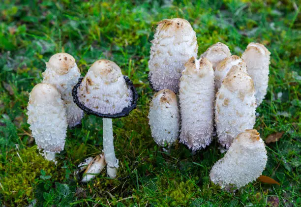 Ink mushroom (Coprinus comatus), shaggy ink cap, poisonous mushrooms, selective focus