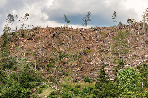 Trees fallen from the wind in November 2018, Baselga di Pine. Natural disaster in Trentino Alto Adige, Italy, Europe