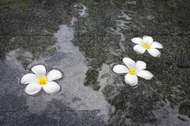 istock Three plumeria flower heads 1172135981