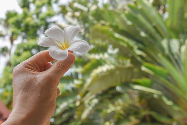 istock Plumeria flower head 1172136025