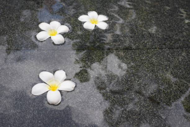 istock Three plumeria flower heads 1172136079