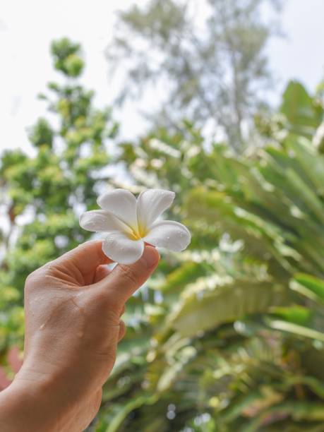 istock Plumeria flower head 1172136091