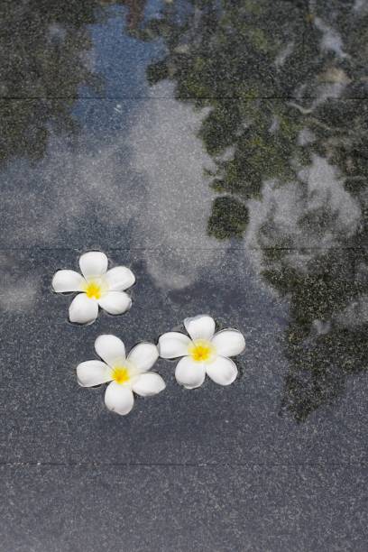 istock Three plumeria flower heads 1172136640