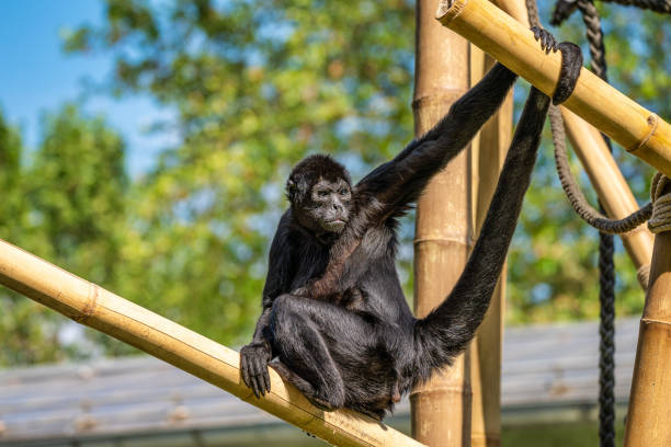 istock The black-headed spider monkey, Ateles fusciceps is a species of spider monkey 1172136653