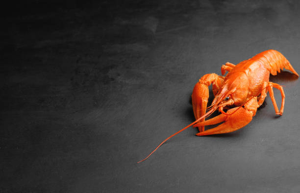istock lobster on black background top view 1172136911