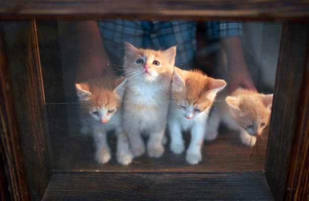 Group of ginger kittens through the old window. Adorable kittens are sitting and standing on a wooden windowsill. Studio shooting