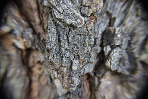 écorce d'arbre d'orme sous le projectile macro, texture et modèle du plan rapproché d'écorce - bark elm tree oak tree wood photos et images de collection