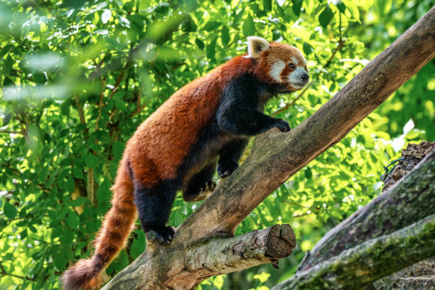 istock The red panda, Ailurus fulgens, also called the lesser panda. 1172137120