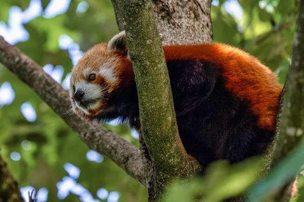 istock The red panda, Ailurus fulgens, also called the lesser panda. 1172137136