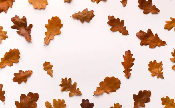 Photo of Autumn background with brown fallen leaves on white