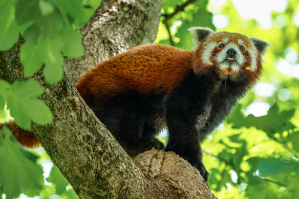 istock The red panda, Ailurus fulgens, also called the lesser panda. 1172137178
