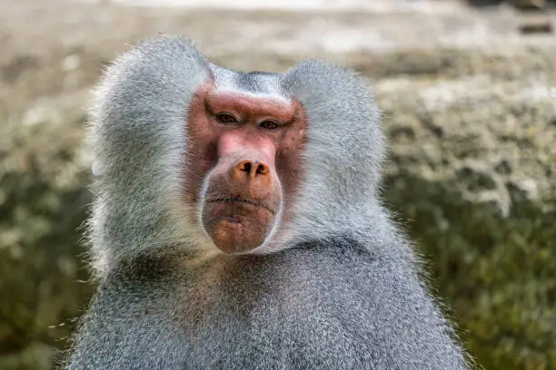 Photo of The hamadryas baboon, Papio hamadryas is a species of baboon