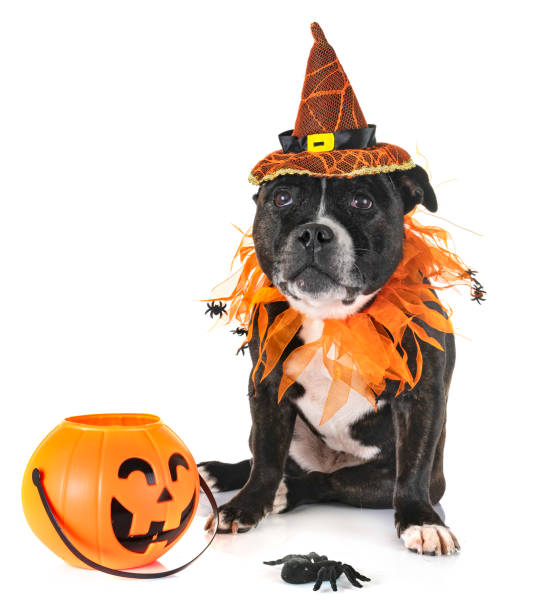 istock staffordshire bull terrier 1172137224