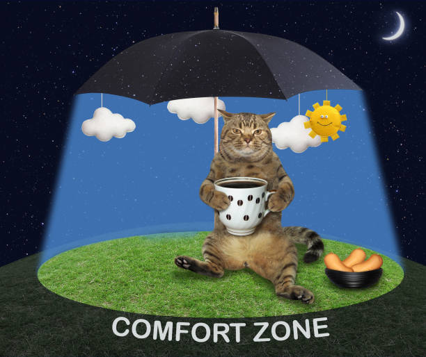 istock Cat under a black umbrella 2 1172137240